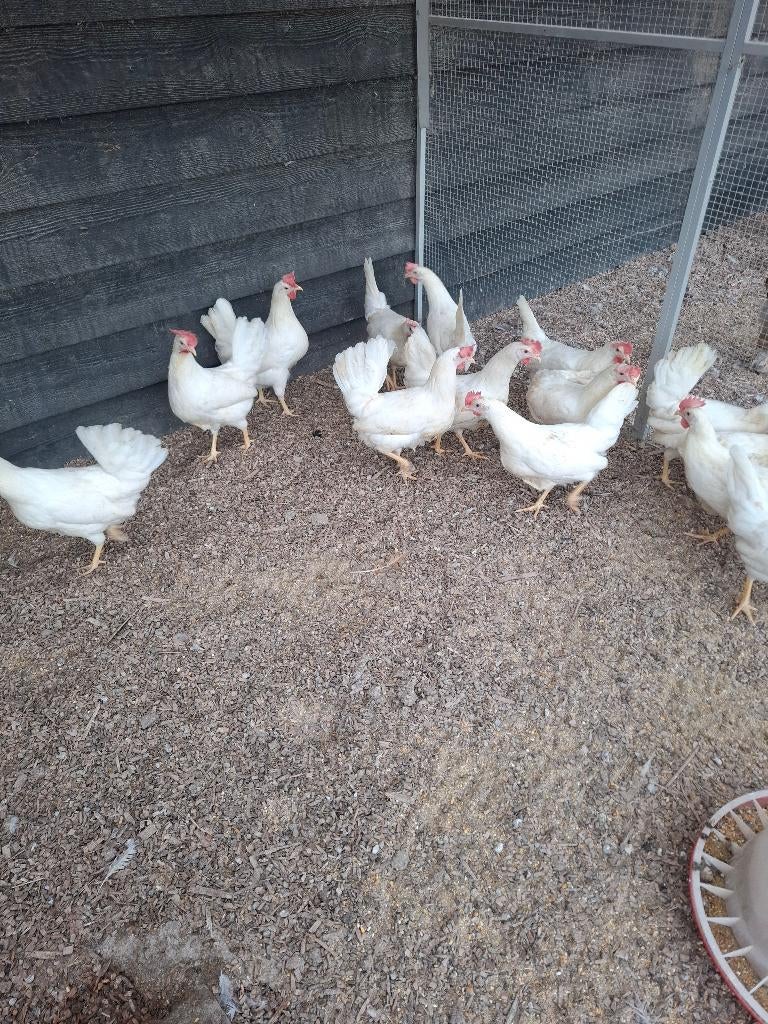 Witte leghorn hennen, Dieren en Toebehoren, Pluimvee, Kip, Vrouwelijk