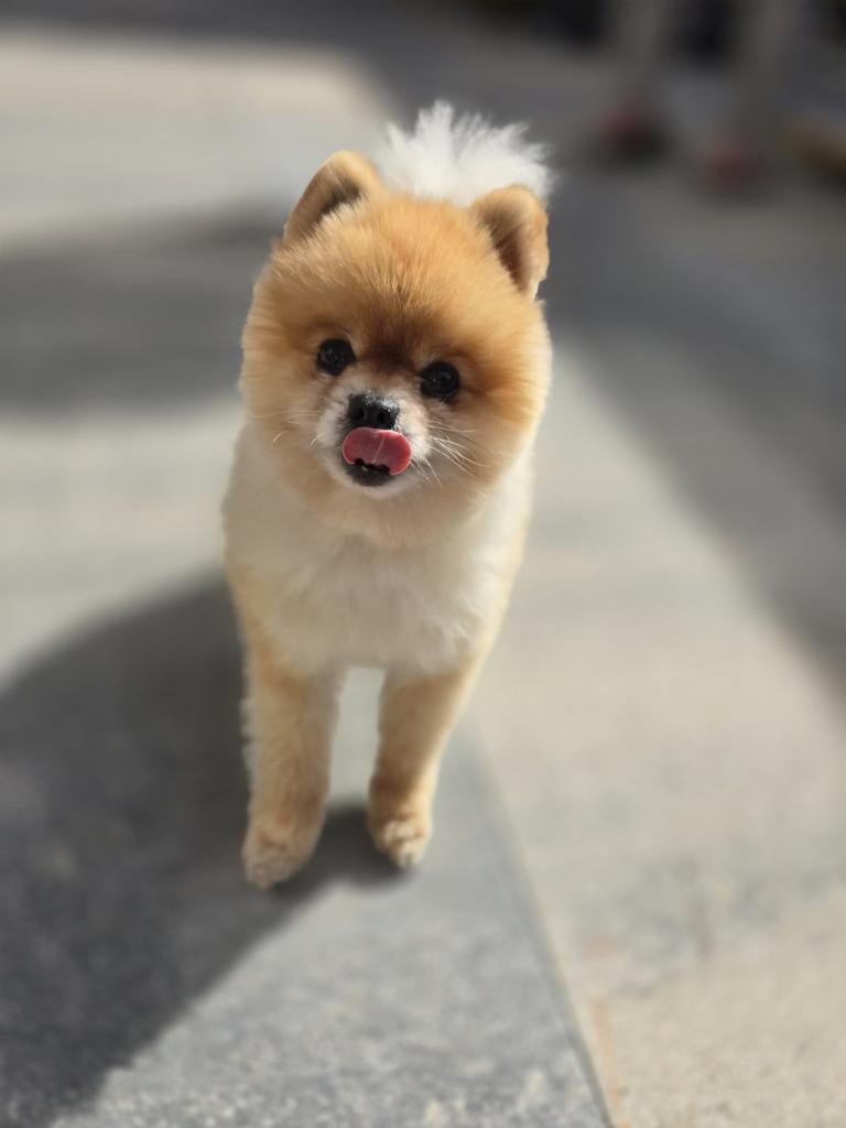 Mini pomeranian dekreu. (NIET TE KOOP), Dieren en Toebehoren, Honden | Dekreuen, Reu, Eén hond, 3 tot 5 jaar, Nederland