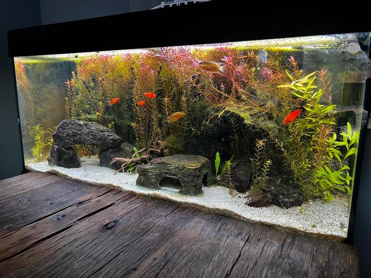 Compleet aquarium met vissen, filter, verwarming, en algen, Dieren en Toebehoren, Vissen | Aquaria en Toebehoren, Gebruikt, Gevuld zoetwateraquarium