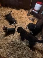 Honden oppas in huislijke kring.