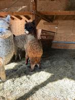 Bont Alpaca hengst van 2025, Juli, Mannelijk