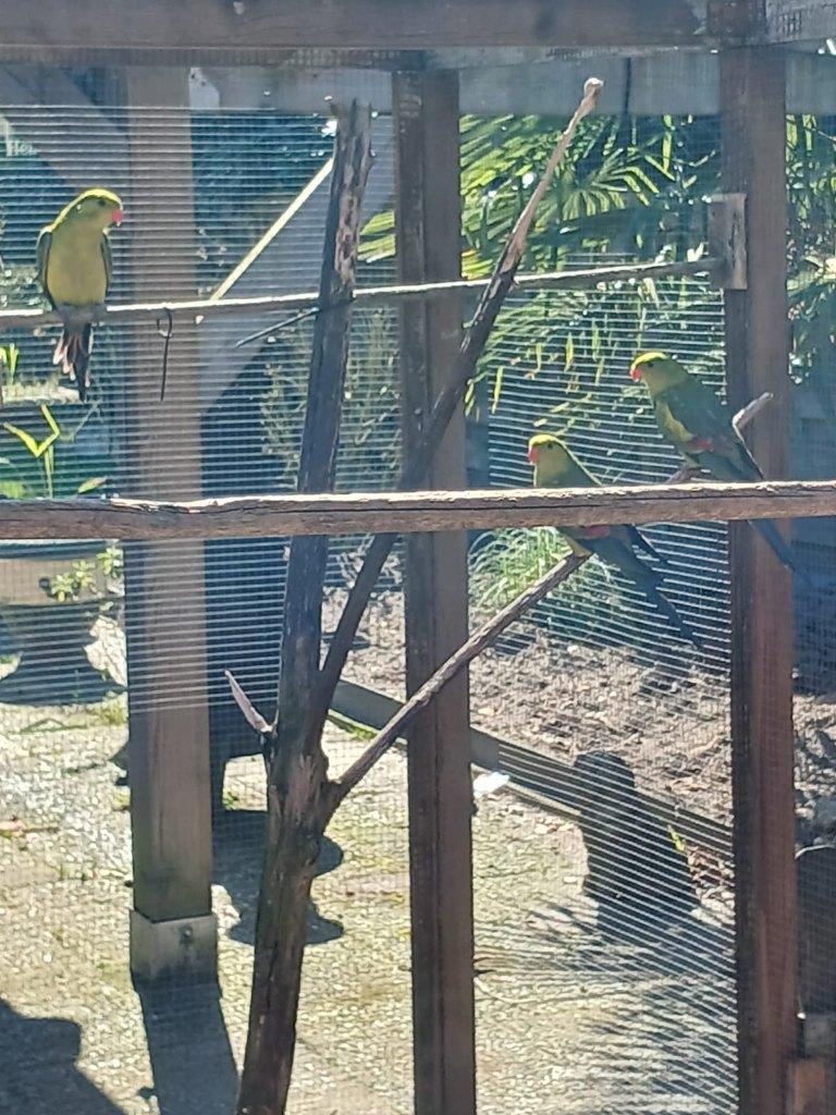 Bergparkieten te koop, Dieren en Toebehoren, Vogels | Parkieten en Papegaaien, Meerdere dieren, Parkiet, Geringd