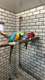 Koppel Ara,s, Mannelijk, Papegaai