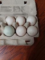 Broedeieren Indische loopeend, Geslacht onbekend, Eend