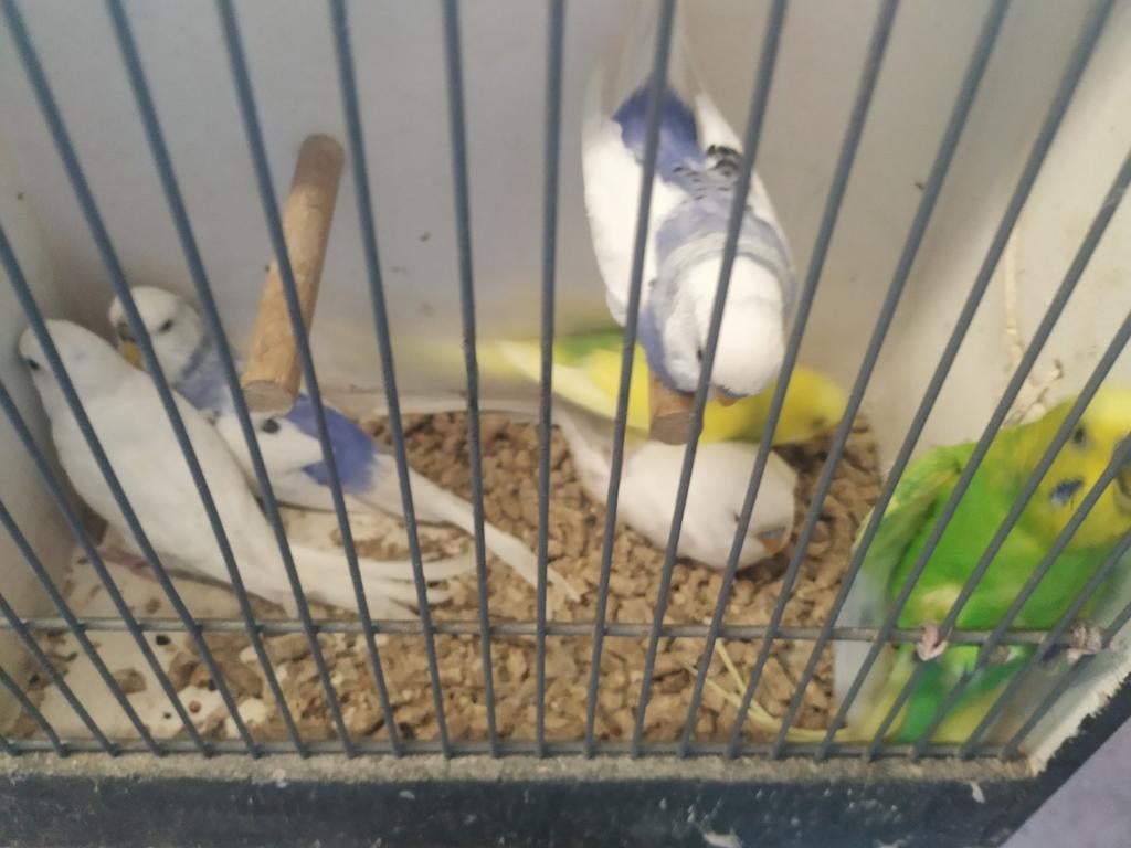 Grasparkieten, Dieren en Toebehoren, Vogels | Parkieten en Papegaaien, Meerdere dieren, Parkiet