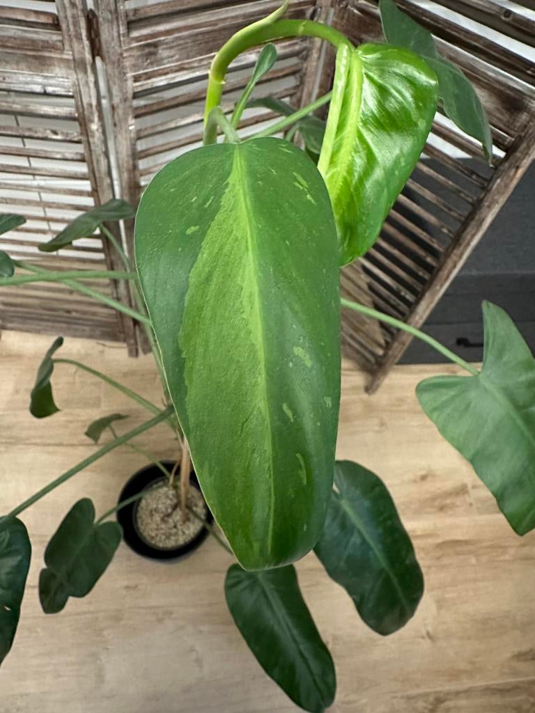 Grote Philondendron Jose Buono 115cm hoog, Ophalen, Halfschaduw