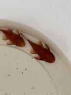 (Kweek) Groep Ancistrus Super Red, Vis