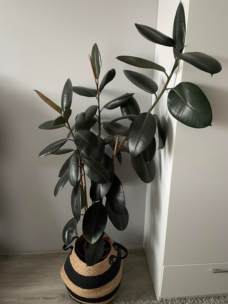 Ficus elastica 'Abidjan' - Rubberplant, Ophalen, Ficus, 100 tot 150 cm, In pot