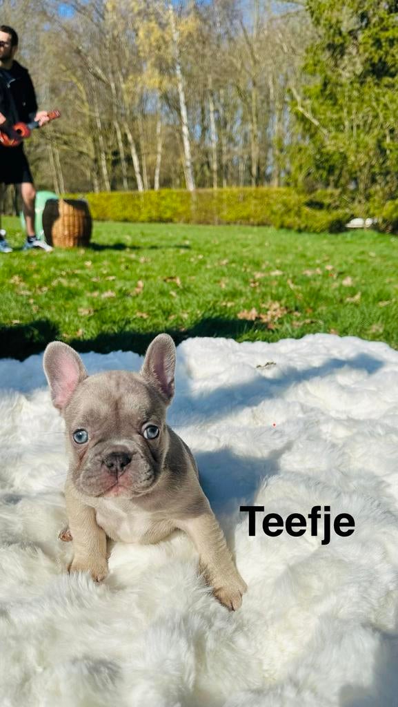 Franse Bulldog, Dieren en Toebehoren, Parvo, België, Particulier, 8 tot 15 weken