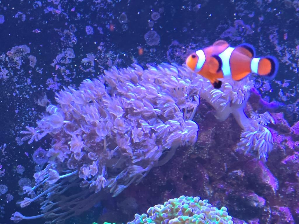 Pompende Xenia stekjes, Dieren en Toebehoren, Vis