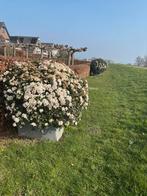 Gratis af te halen: 2 grote Viburnum tinus, Ophalen, Laurier, Struik, 100 tot 250 cm