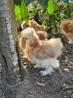 USA Zijdehoen haan, van 28 februari, Dieren en Toebehoren, Pluimvee, Mannelijk, Kip