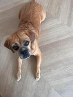 Hondenoppas gezocht, Ophalen of Verzenden