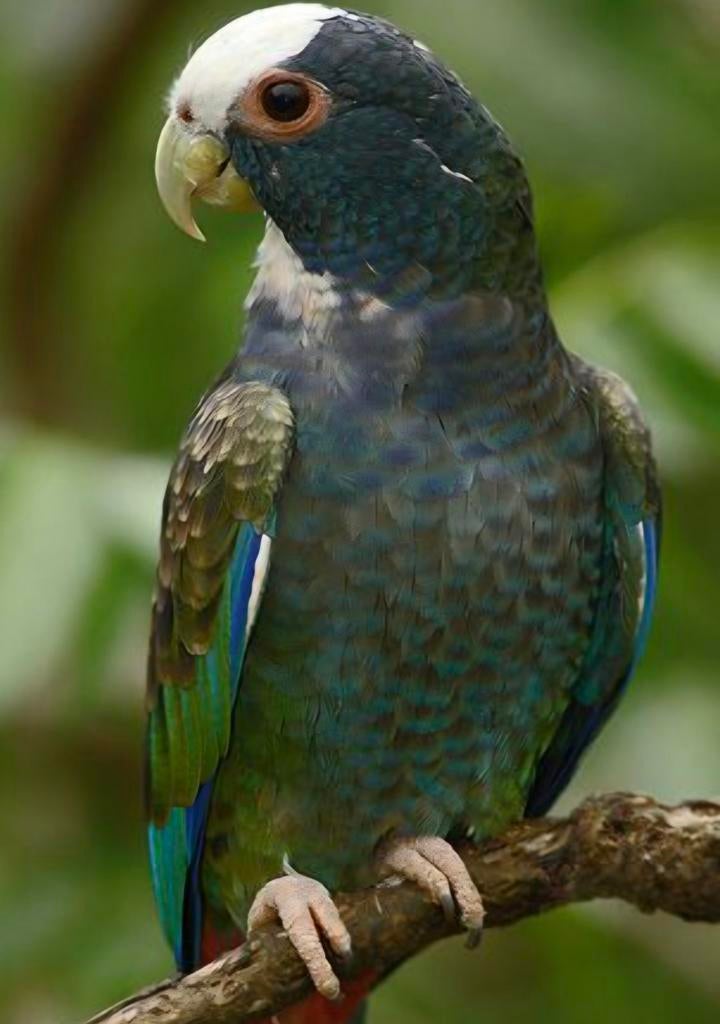 Pionus Senilis, Mannelijk, Papegaai, Geringd