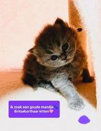 Britse korthaar kitten, Poes