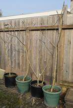 Vijgen boom, Tuin en Terras, Ophalen, Vaste plant, Fruitplanten, Volle zon