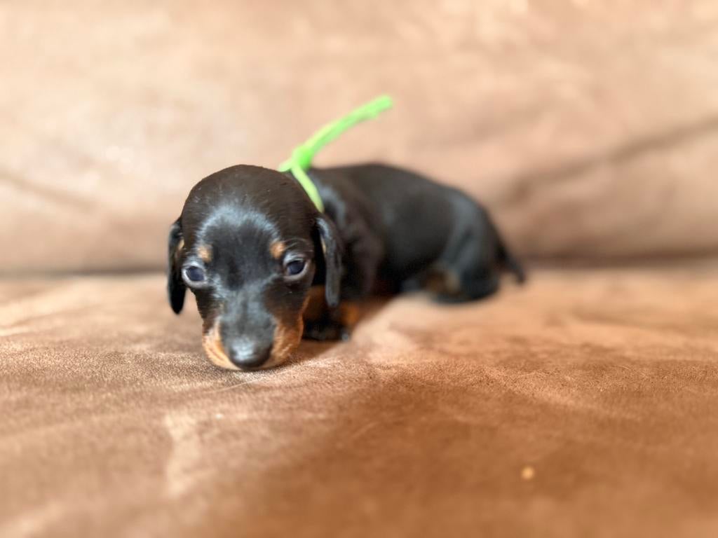 kaninchen/ dwerg teckel puppys, Reu, 8 tot 15 weken, Parvo, Meerdere