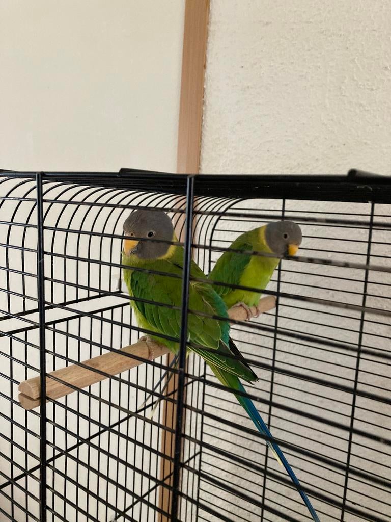 Pruimkopparkiet 02, Dieren en Toebehoren, Vogels | Parkieten en Papegaaien, Vrouwelijk, Parkiet