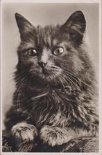 Poes  Kat. Fraaie oude Z/W. Poezen Ansichtkaart uit 1938, Ophalen of Verzenden, 1920 tot 1940, Gelopen, Hond of Kat
