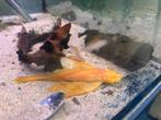 Ancistrus Albino Long Fin Man, Dieren en Toebehoren, Vis