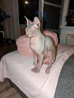 Sphynx, Dieren en Toebehoren, Katten en Kittens | Raskatten | Korthaar, Kater