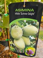 Asimina triloba ' Summer Delight ' / pawpaw / eetbare vrucht, Lente, 250 tot 400 cm, Ophalen, Volle zon