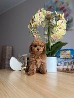 Maltipoo ( poedel / poodle / Maltezer ) (Aziatische lijnen), Dieren en Toebehoren, Particulier, Rabiës (hondsdolheid), 15 weken tot 1 jaar