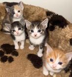 Lieve gezonde mooie kittens te koop, Dieren en Toebehoren, Katten en Kittens | Overige Katten, Meerdere dieren, Kortharig, 0 tot 2 jaar