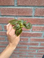 Fittonia stekken, Huis en Inrichting, Kamerplanten, Ophalen of Verzenden, Overige soorten, Minder dan 100 cm
