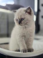 Britse korthaar kitten kater Lilac point., Dieren en Toebehoren, Meerdere dieren, Ontwormd, 0 tot 2 jaar