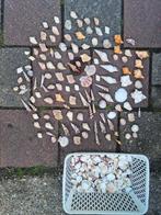 Forse collectie schelpen! Veel verschillende soorten! Schelp, Ophalen of Verzenden, Schelp(en)