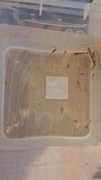 Gratis guppies, Dieren en Toebehoren, Vissen | Aquariumvissen, Vis