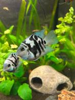 4 papegaai cycldie parrot blue tiger fish, Dieren en Toebehoren, Vis