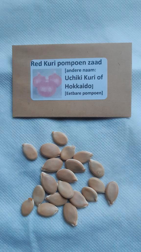 Red Kuri Pompoen Zaden, Tuin en Terras, Bloembollen en Zaden, Zaad, Voorjaar, Volle zon, Ophalen of Verzenden