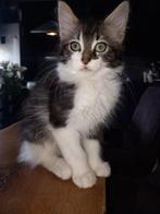 2 lieve halve main coons, Dieren en Toebehoren, Meerdere dieren, Gechipt, 0 tot 2 jaar