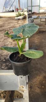 Courgette planten verkoop is verlengd t/m 21 juni, Tuin en Terras, Planten | Tuinplanten, Ophalen, Volle zon, Groenteplanten, Eenjarig