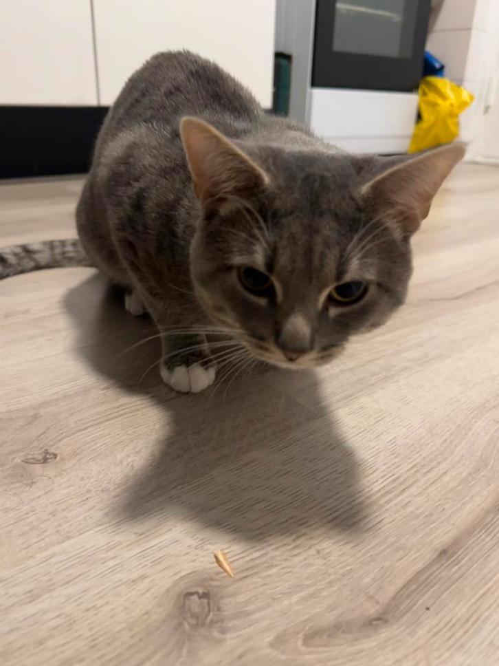 Lieve kater, Dieren en Toebehoren, Katten en Kittens | Overige Katten, Kater