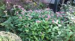 Schildpadbloem, Chelone, Overige soorten, Vaste plant, Ophalen of Verzenden, Halfschaduw
