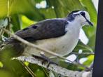 tamboerijnduif, Dieren en Toebehoren, Vogels | Overige Vogels, Meerdere dieren, Tropenvogel