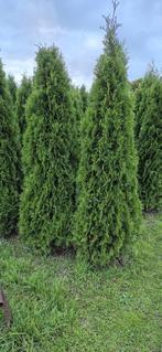 Partij  500 stuks Thuja occ. 'Smaragd' 175-225 cm, Tuin en Terras, Planten | Struiken en Hagen, Ophalen, Conifeer, Haag, 100 tot 250 cm