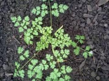 kervel en wollige  munt  de planten voor de kruudmoes beschikbaar voor biedingen