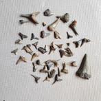 Haaientanden van Antwerpen, Ophalen of Verzenden, Fossiel