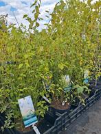 Kerria japonica 'Golden Guinea' in pot ranonkel struik, Ophalen of Verzenden, Overige soorten, Struik, 100 tot 250 cm