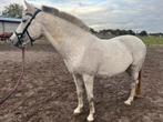 DRINGEND NIEUWE PLEK GEZOCHT!, Dieren en Toebehoren, Pony's, Merrie