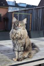 2 prachtige en lieve Maine Coons, Dieren en Toebehoren, Katten en Kittens | Raskatten | Langhaar, Poes, Gechipt, 3 tot 5 jaar