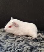Lief cavia beertje, Cavia, Augustus, Mannelijk, Tam