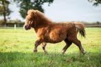 Shetlander merrieveulen, Dieren en Toebehoren, Merrie, Minder dan 160 cm, Recreatiepaard, 0 tot 2 jaar