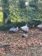 Legeenden eend, Vrouwelijk, Eend