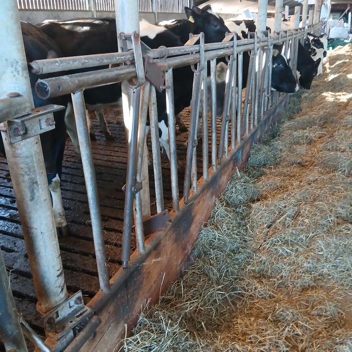 voerhek, Dieren en Toebehoren, Stalling en Weidegang