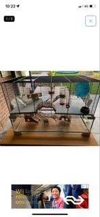 Hamsterhok, Dieren en Toebehoren, Knaagdieren en Konijnen | Hokken en Kooien, Minder dan 60 cm, Gebruikt, Hamster, Ophalen of Verzenden